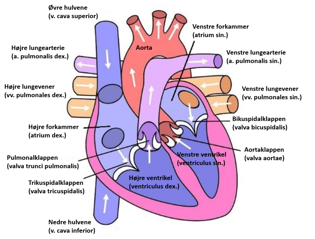 Hjertets anatomi, Digital heart, modified